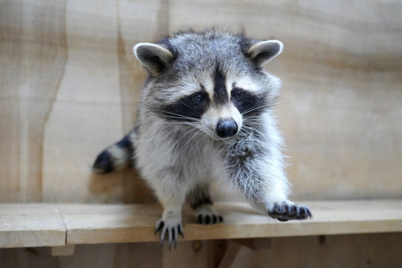 &Ecy;&kcy;&scy;&kcy;&ucy;&rcy;&scy;&icy;&yacy; &vcy; &laquo;&Scy;&tcy;&rcy;&acy;&ncy;&ucy; &IEcy;&ncy;&ocy;&tcy;&icy;&yacy;&raquo;